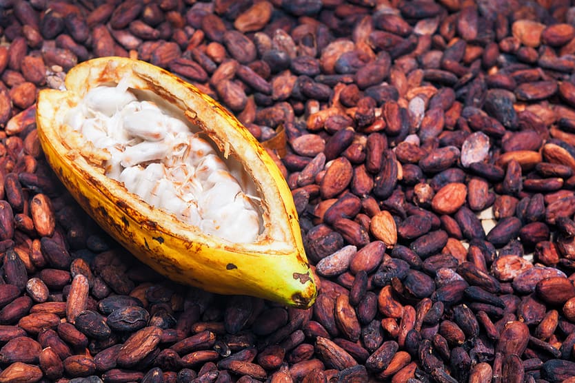 Cocoa Processing
