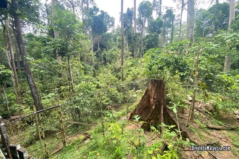Bornean Sun Bear Conservation Centre ground area