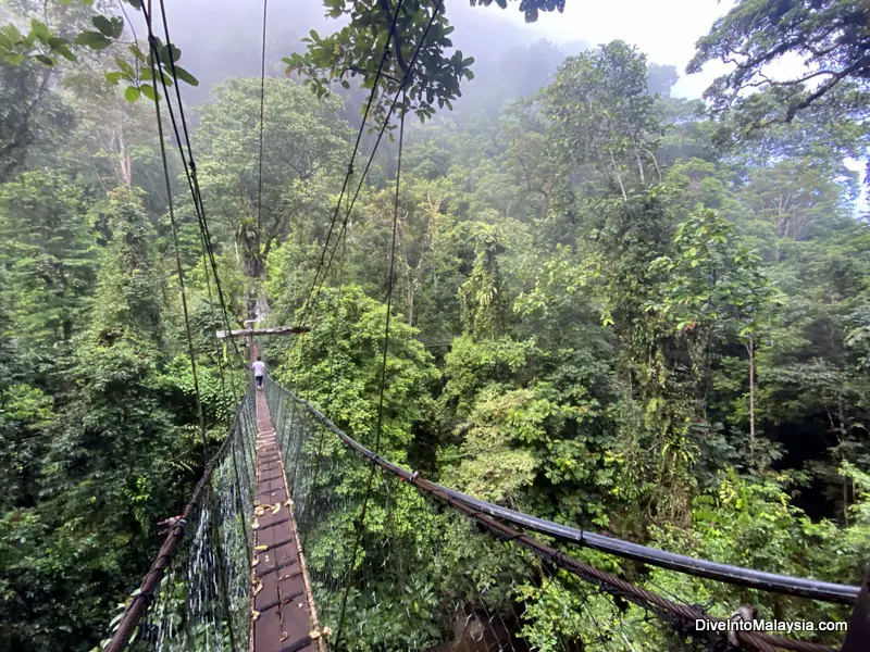 Mulu Canopy Skywalk Gunung Mulu National Park
