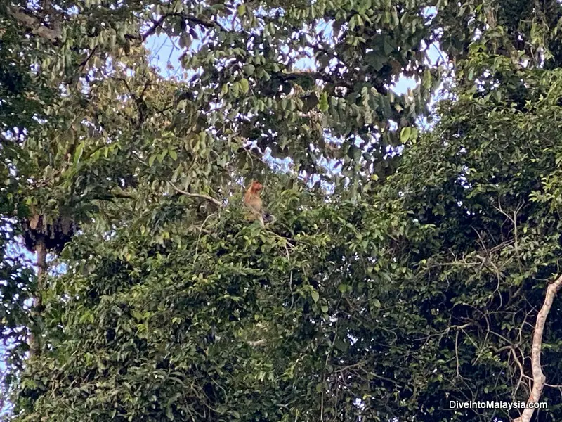 Proboscis monkey spotted during a Kinabatangan river cruise