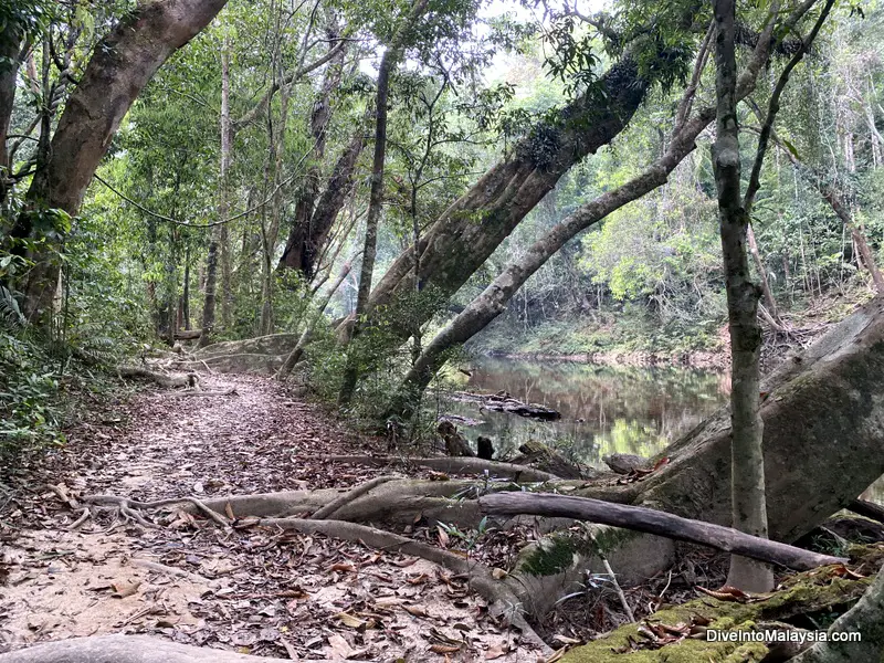 Part of the hike to Lata Berkoh Taman Negara