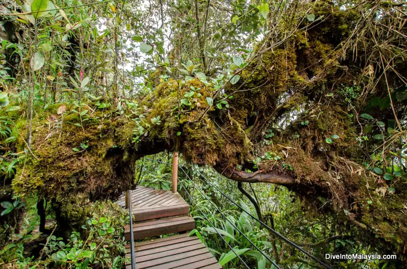 Mossy Forest of Gunung Brinchang