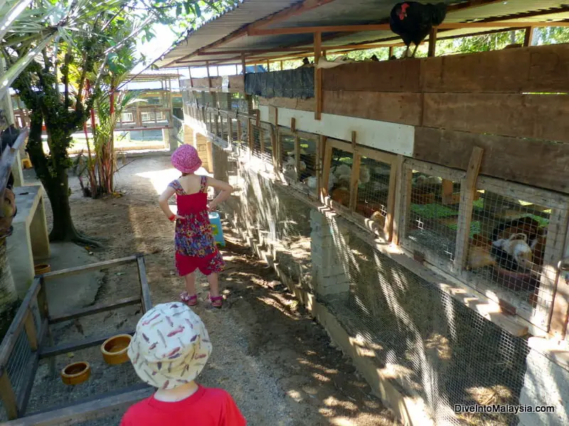 ostrich farm port dickson price attractions