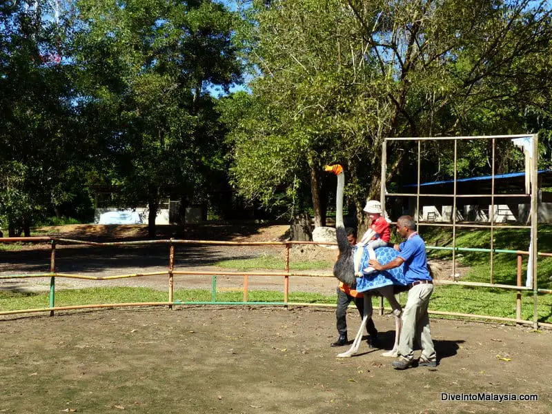 ostrich port dickson