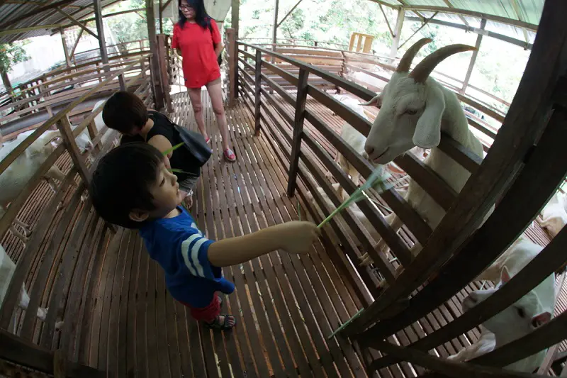 Saanen Dairy Goat Farm